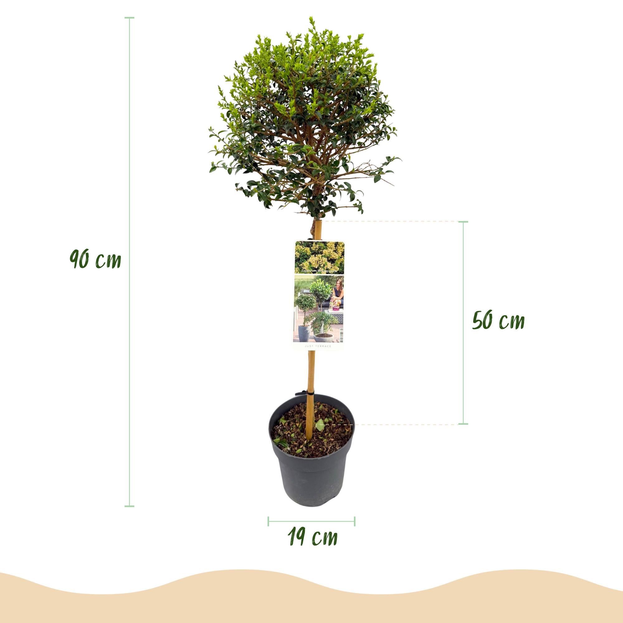 Immergrüner Ligustrum delavayanum in Topf, winterhart, grüne Blätter, für Terrassen, 19cm Durchmesser, 90cm hoch.