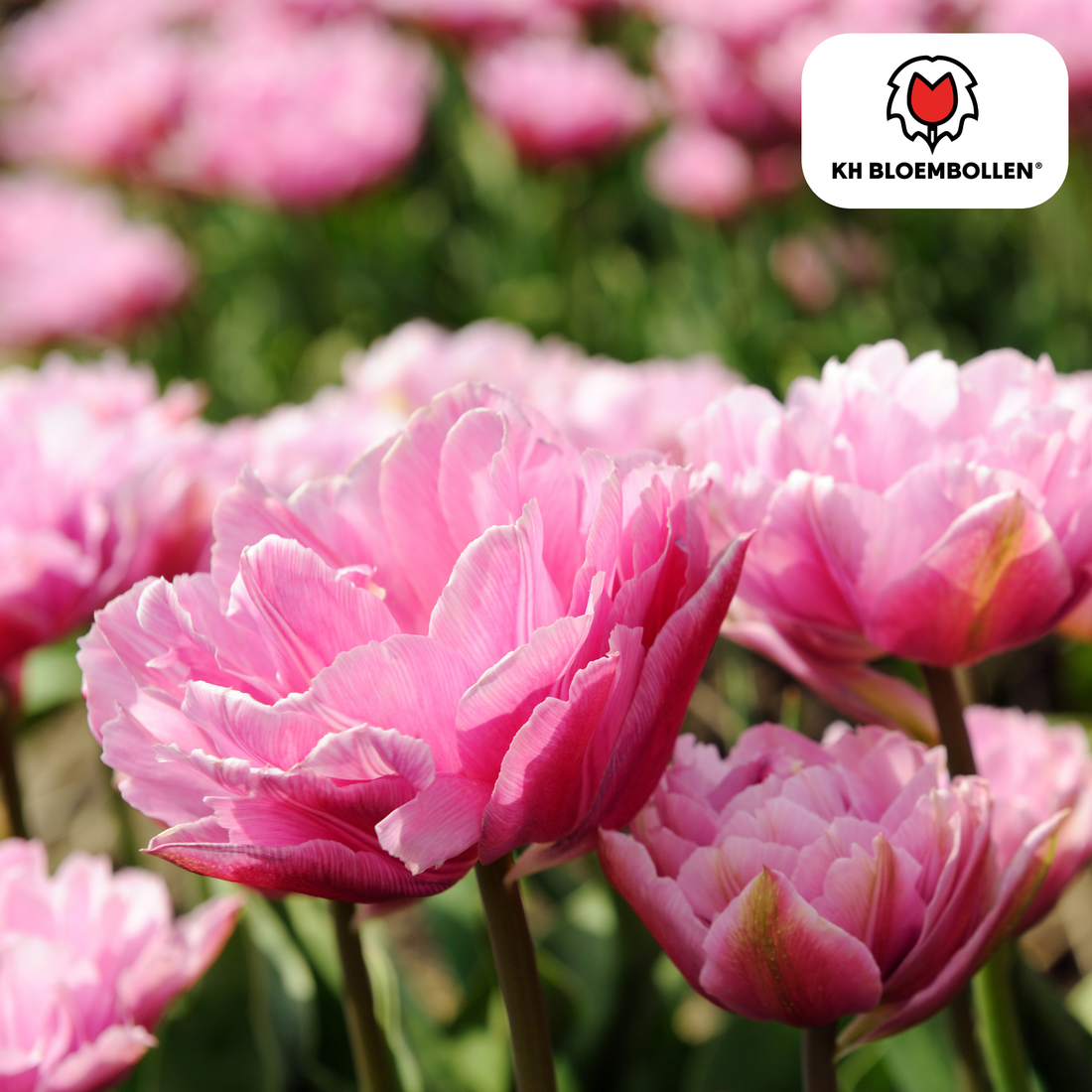 Tulpenzwiebeln Columbus – 20 Stück | Gefüllte rosa-weiße Tulpen