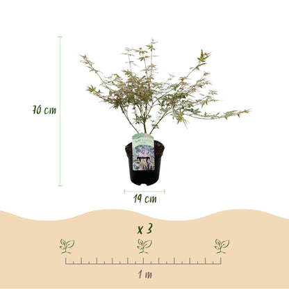 Japanischer Ahorn Acer palmatum Iyoshi mit rosa Blättern, 70cm hoch, in 19cm Topf, laubabwerfende Pflanze von Everspring