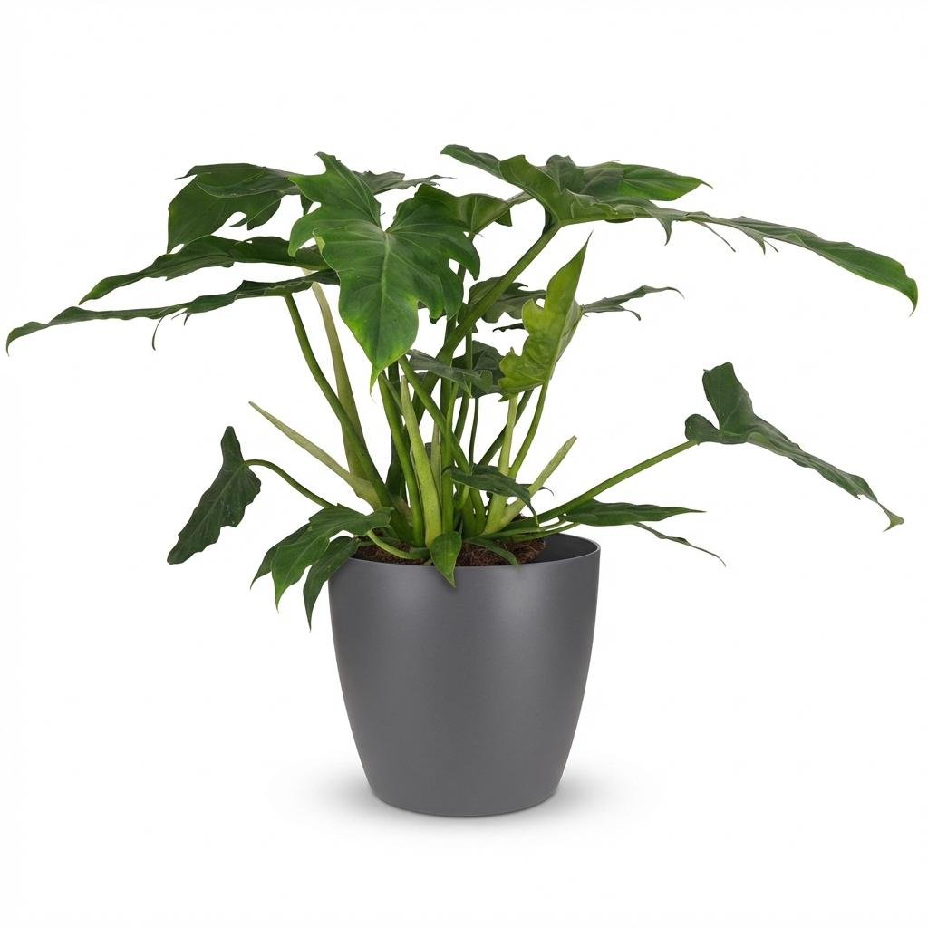 Philodendron Lacerum kaufen | Zimmerpflanze – Topf Ø 19 cm, Höhe 65 cm - Wurzelwerk Design
