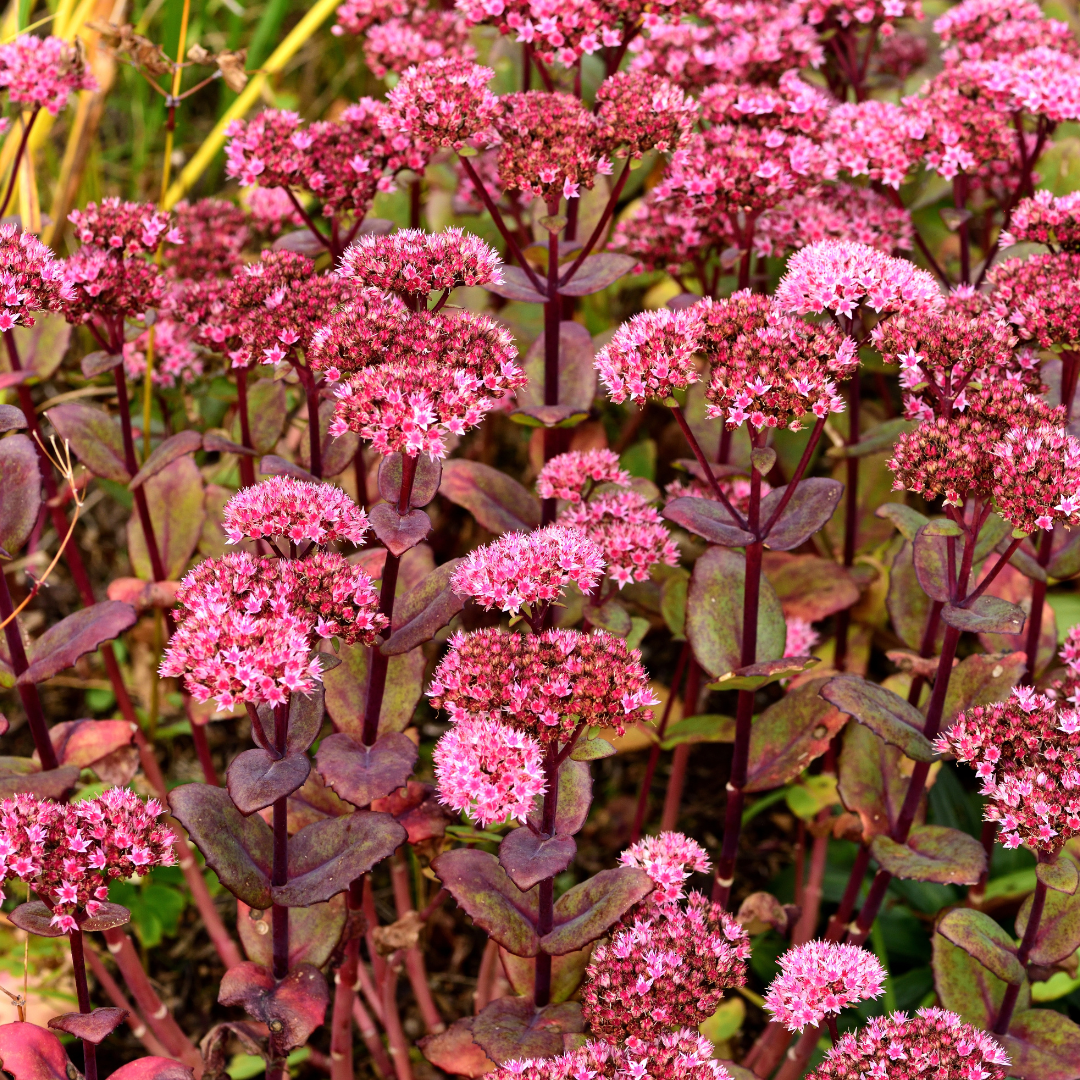 Sechs Sedum &