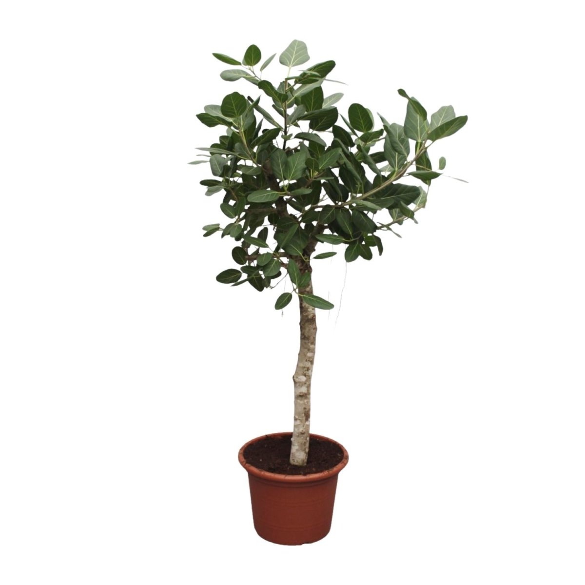 Ficus Benghalensis verzweigt 140 - 200cm – Exotische Zimmerpflanze - Wurzelwerk Design
