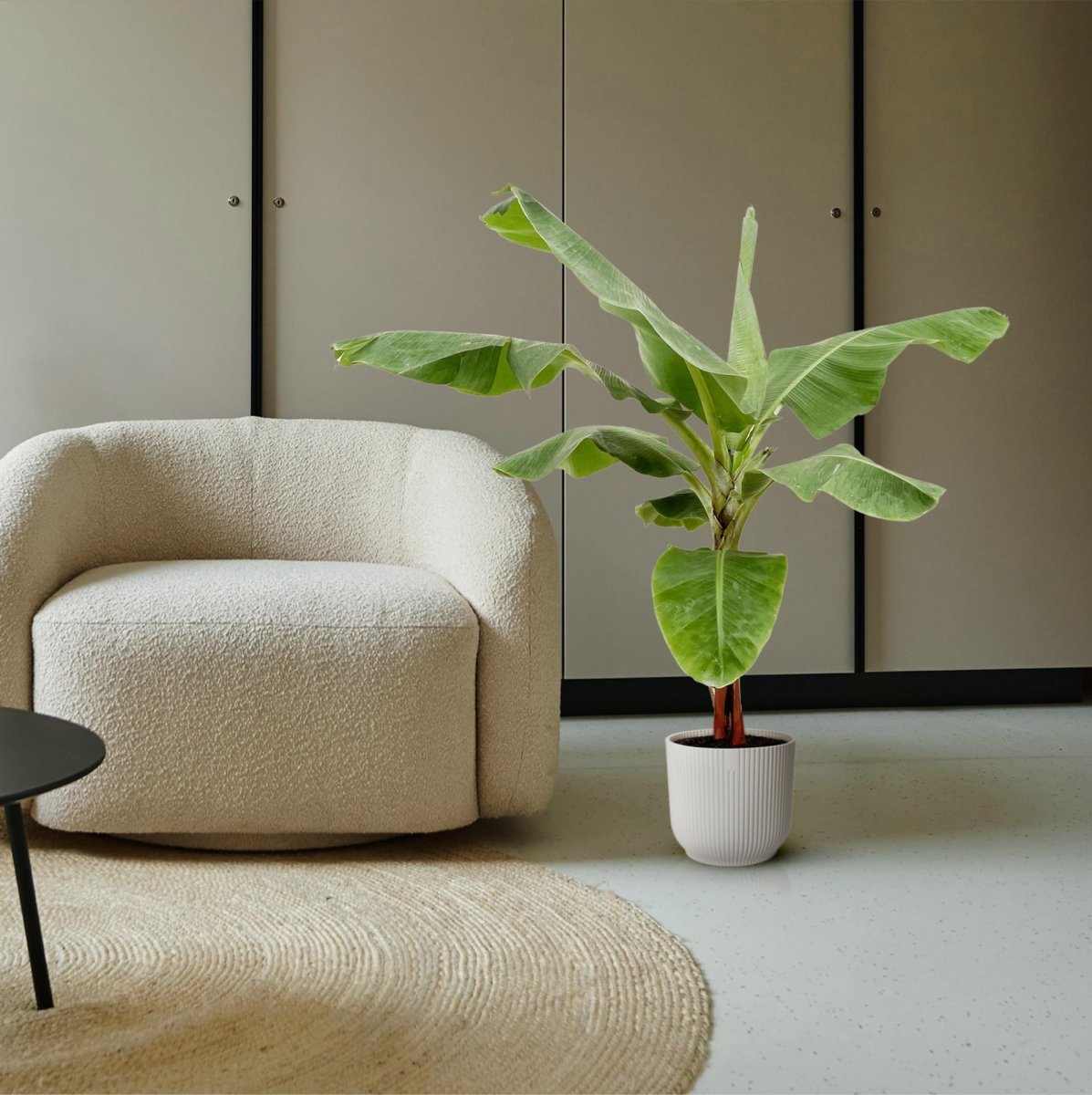 Musa Bananenpflanze – Exotisches Urlaubsfeeling für Zuhause - Wurzelwerk Design