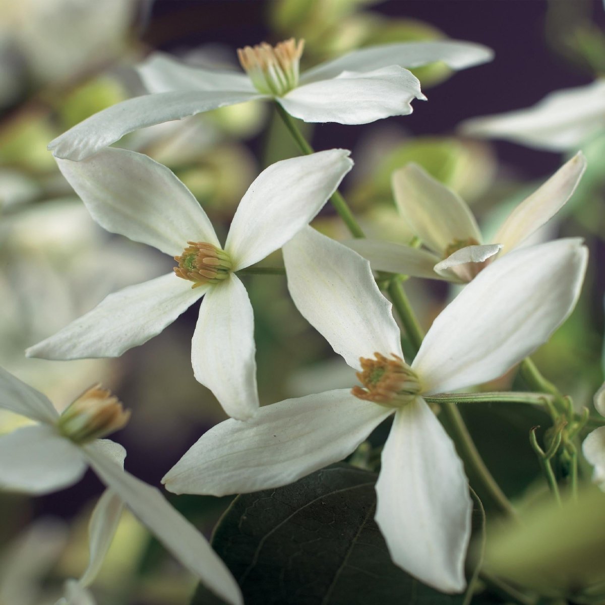 Clematis armandii | Immergrüne Clematis mit duftenden Frühlingsblüten - Wurzelwerk Design