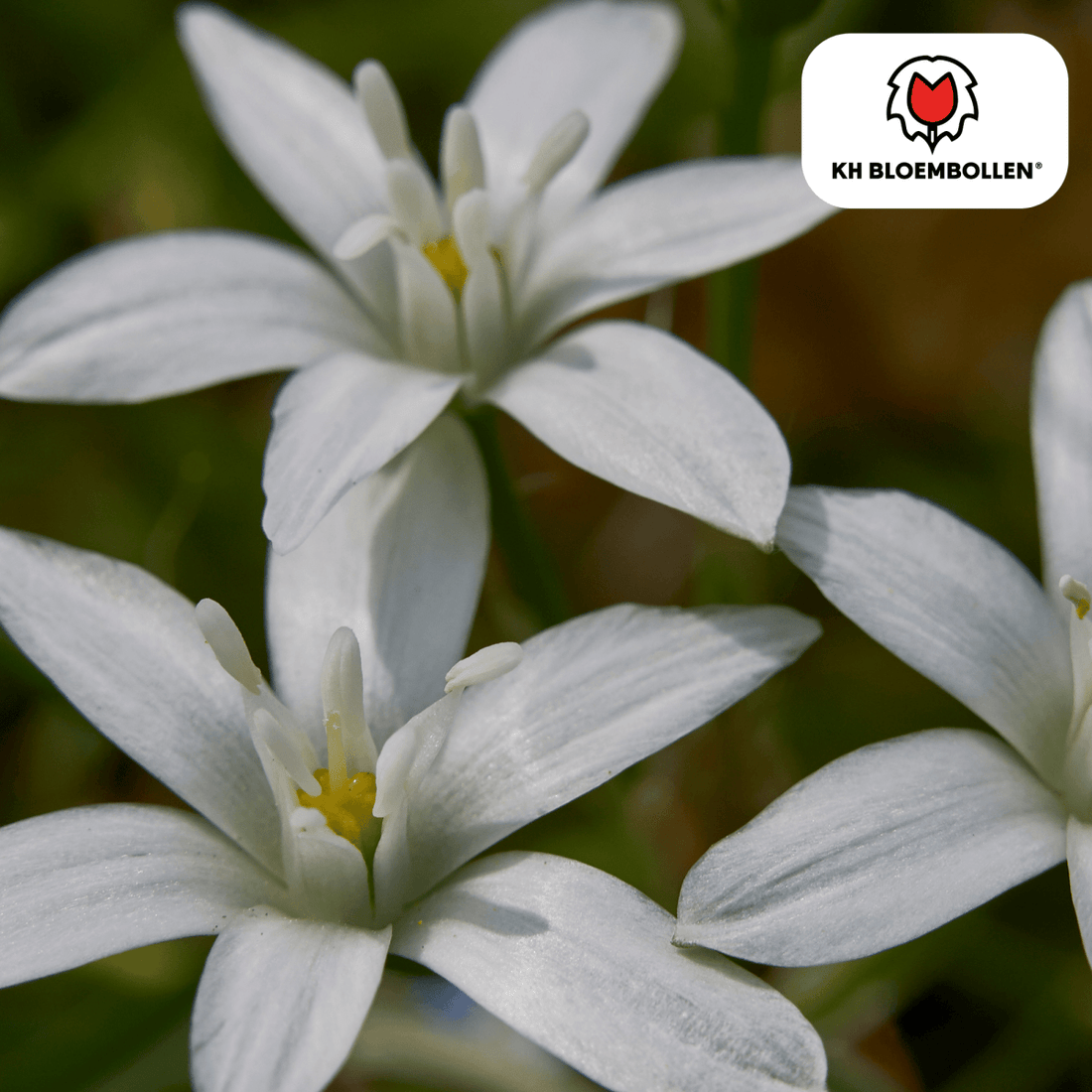 Vogelmilch (Ornithogalum) – 30 Stück | Sternenweiße Frühblüher - Wurzelwerk Design