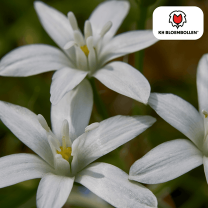Vogelmilch (Ornithogalum) – 30 Stück | Sternenweiße Frühblüher - Wurzelwerk Design