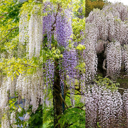 Blauregen Wisteria floribunda Tricolour | 3 Pflanzen Blau, Rosa &amp; Weiß – Kletterpflanze - Wurzelwerk Design