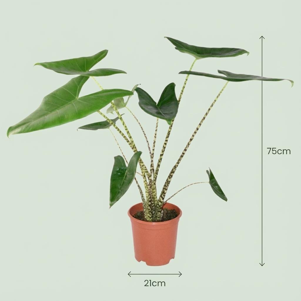 Grüne Alocasia zebrina Pflanze mit großen Blättern und charakteristischen Streifen, Everspring, Höhe 70–75 cm, Topf Ø 21 cm