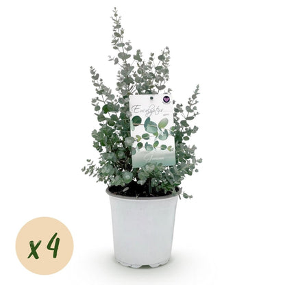Terrassenpflanze - Eukalyptusbaum - Eucalyptus gunni - Grau - 4 Pflanzen - Winterhart - Topf 17cm Höhe 40cm - Wurzelwerk Design