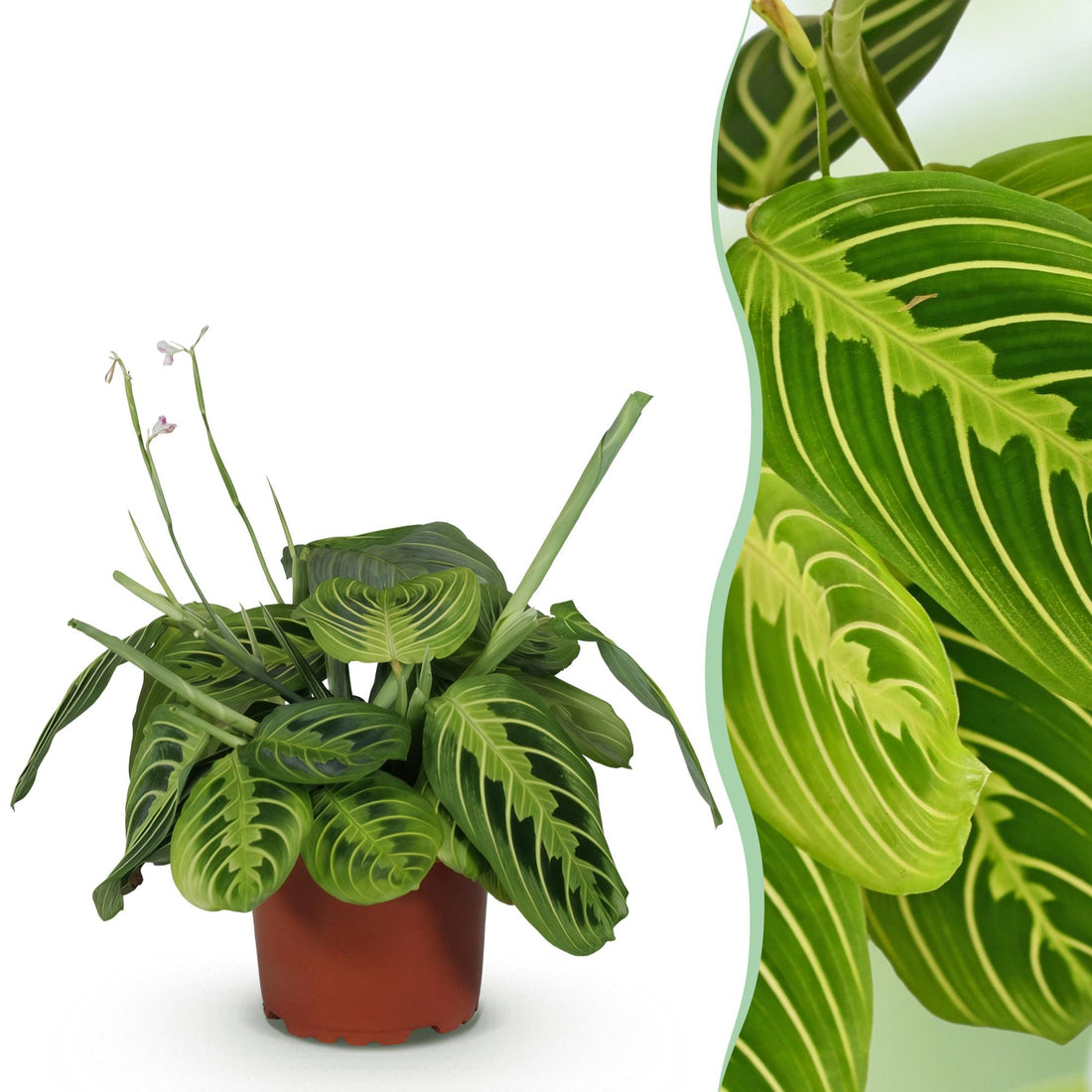 Grüne Maranta Fascinator Lemon Lime Zimmerpflanze in 12cm Topf, ca. 25cm hoch, haustierfreundliche Gebetspflanze von Everspring