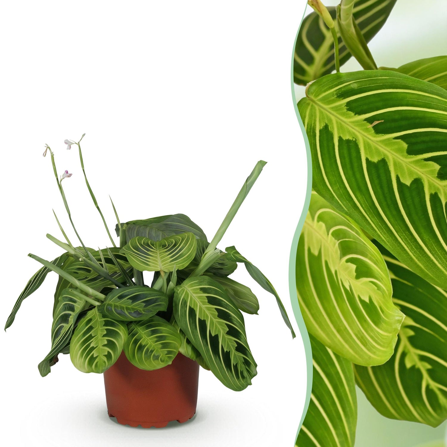 Grüne Maranta Fascinator Lemon Lime Zimmerpflanze in 12cm Topf, ca. 25cm hoch, haustierfreundliche Gebetspflanze von Everspring
