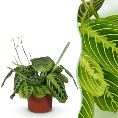 Grüne Maranta Fascinator Lemon Lime Zimmerpflanze in 12cm Topf, ca. 25cm hoch, haustierfreundliche Gebetspflanze von Everspring