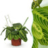 Grüne Maranta Fascinator Lemon Lime Zimmerpflanze in 12cm Topf, ca. 25cm hoch, haustierfreundliche Gebetspflanze von Everspring