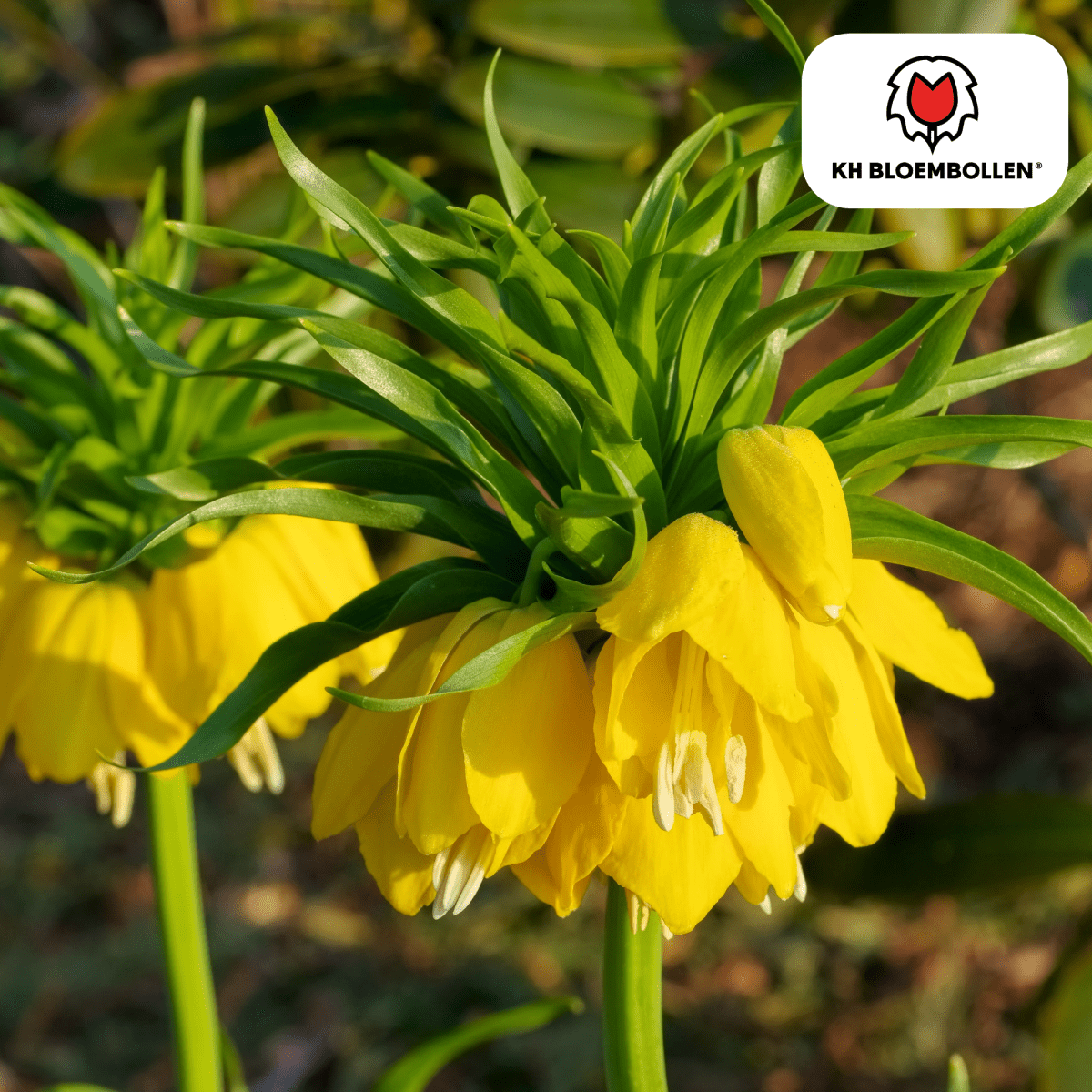 Fritillaria Lutea – 5 Stück | Gelbe Kaiserkrone für deinen Garten - Wurzelwerk Design