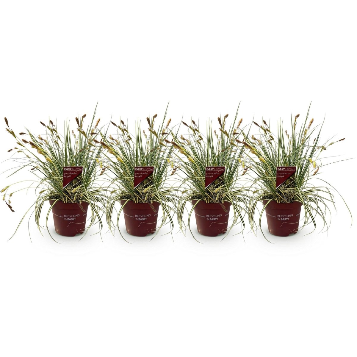 Gelbgrüne Gartensegge Evergold - Gelb &amp; Grün - 4 Pflanzen - Immergrün - Wenig Pflege - Topf 17cm Höhe 50cm - Wurzelwerk Design