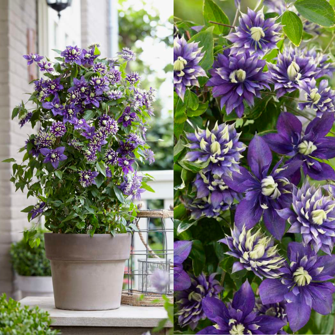 Clematis &