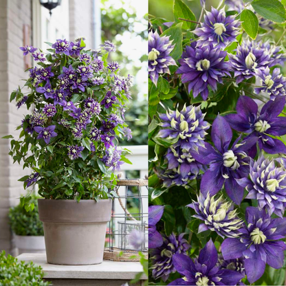Clematis &