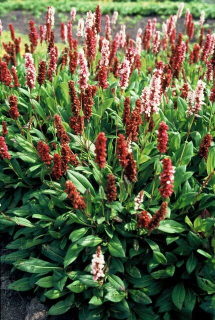 Persicaria aff. ‘Darjeeling Red’ – 24 Pflanzen Ø 9 cm Höhe 10–25 cm – Teppich - Knöterich | Kriechende, winterharte Bodendecker - Staude - Wurzelwerk Design