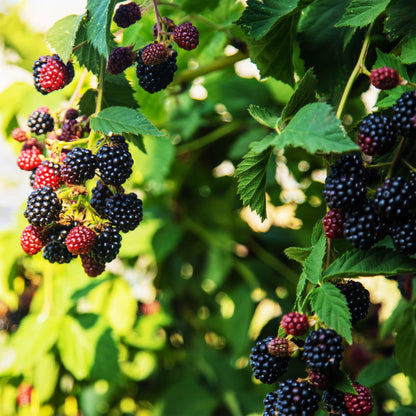 Zwei dornenlose Brombeerpflanzen Rubus fruticosus Triple Crown in Töpfen, schwarze Beeren, etwa 40 cm hoch.