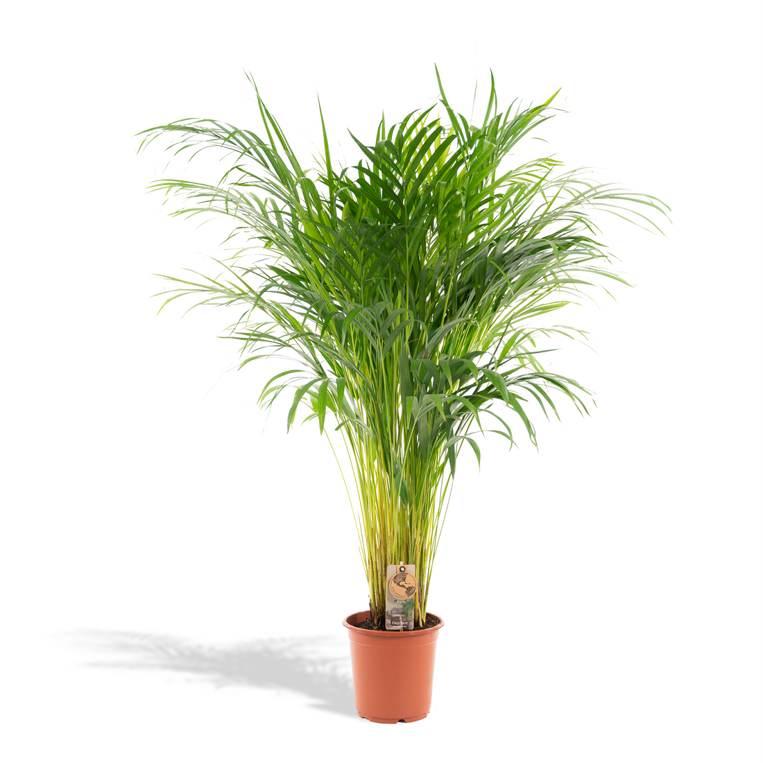 Everspring Areca-Palme, 21cm Durchmesser, 110cm hoch, grüne Zimmerpflanze mit gefiederten Blättern, dekorativ und lebendig