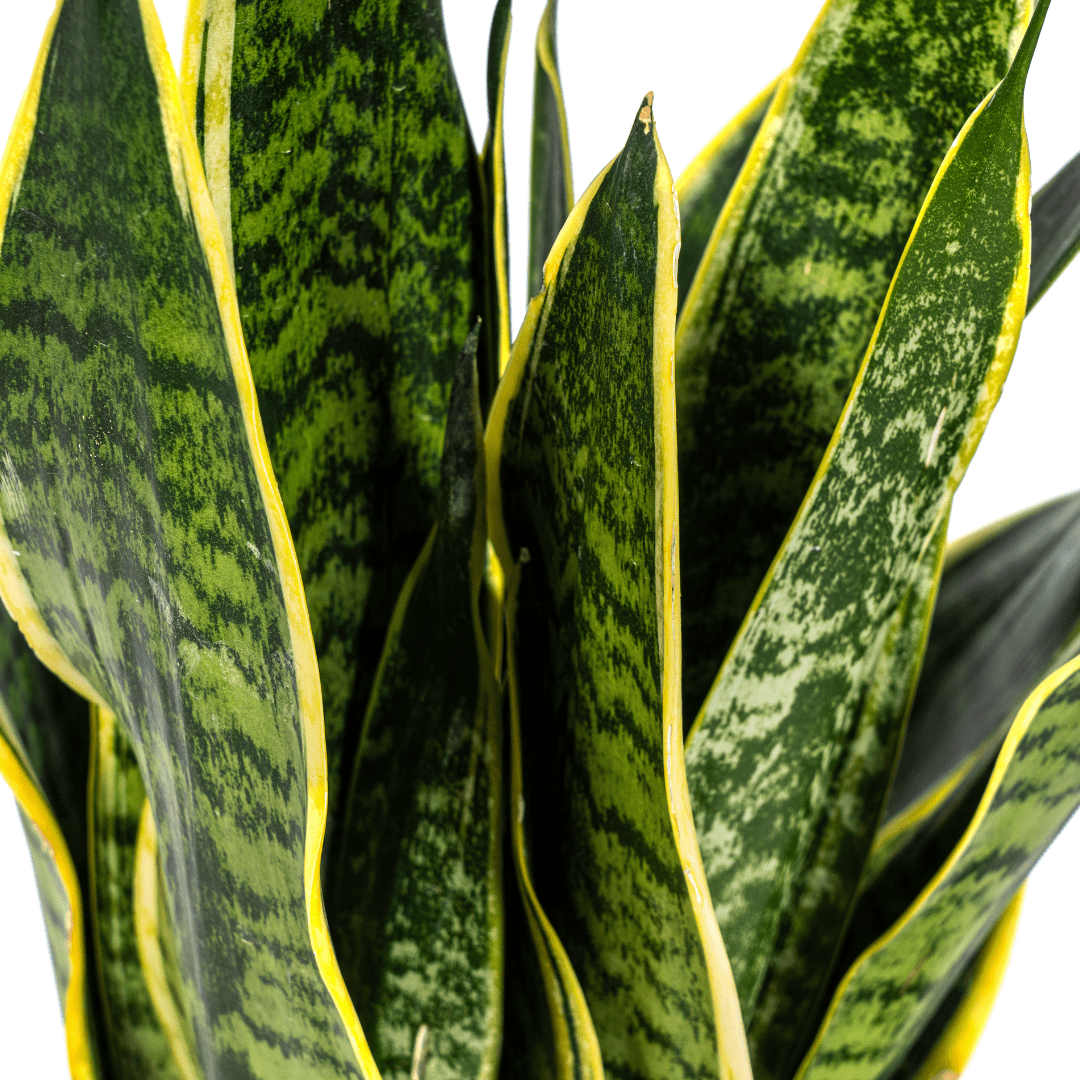 Sansevieria Futura Superba | 45–55 cm Bogenhanf - Wurzelwerk Design