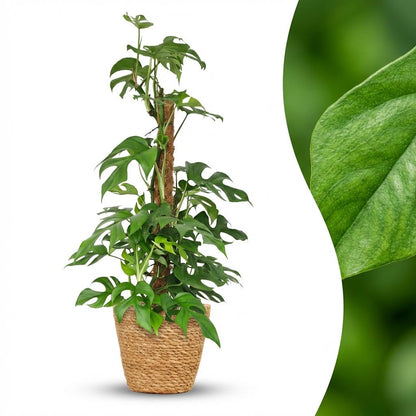 Monstera Minima am Moosstab kaufen | Ø 19 cm, Höhe 90 cm