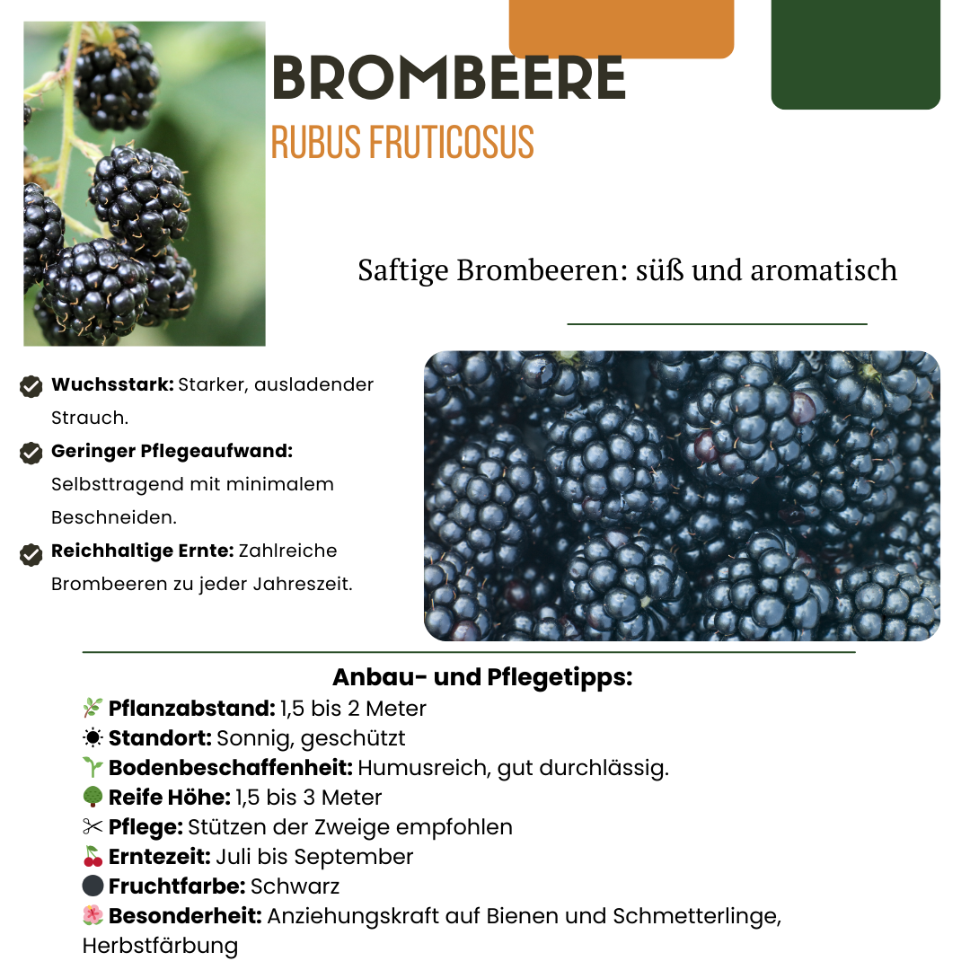 3 x Bio-Brombeerpflanzen – Ø 13 cm – ↨ 20 cm – Gartenpflanze im Topf, ideal für Beet, Balkon oder Terrasse