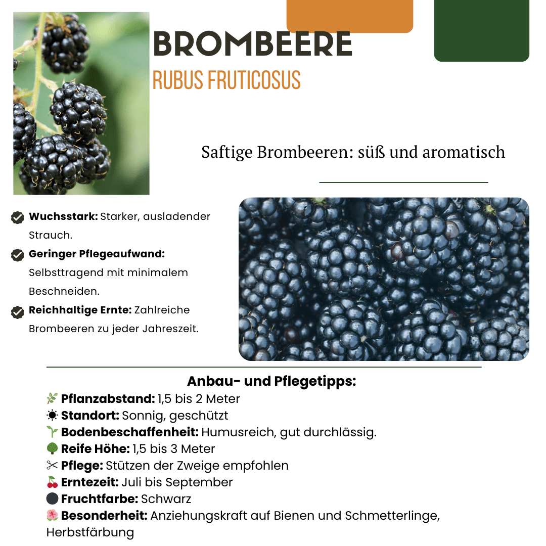 Drei Bio-Brombeerpflanzen von Everspring, Ø 13 cm, mit ca. 20 cm Höhe, im Topf, bereit zum Pflanzen.