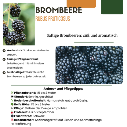 3 x Bio-Brombeerpflanzen – Ø 13 cm – ↨ 20 cm – Gartenpflanze im Topf, ideal für Beet, Balkon oder Terrasse