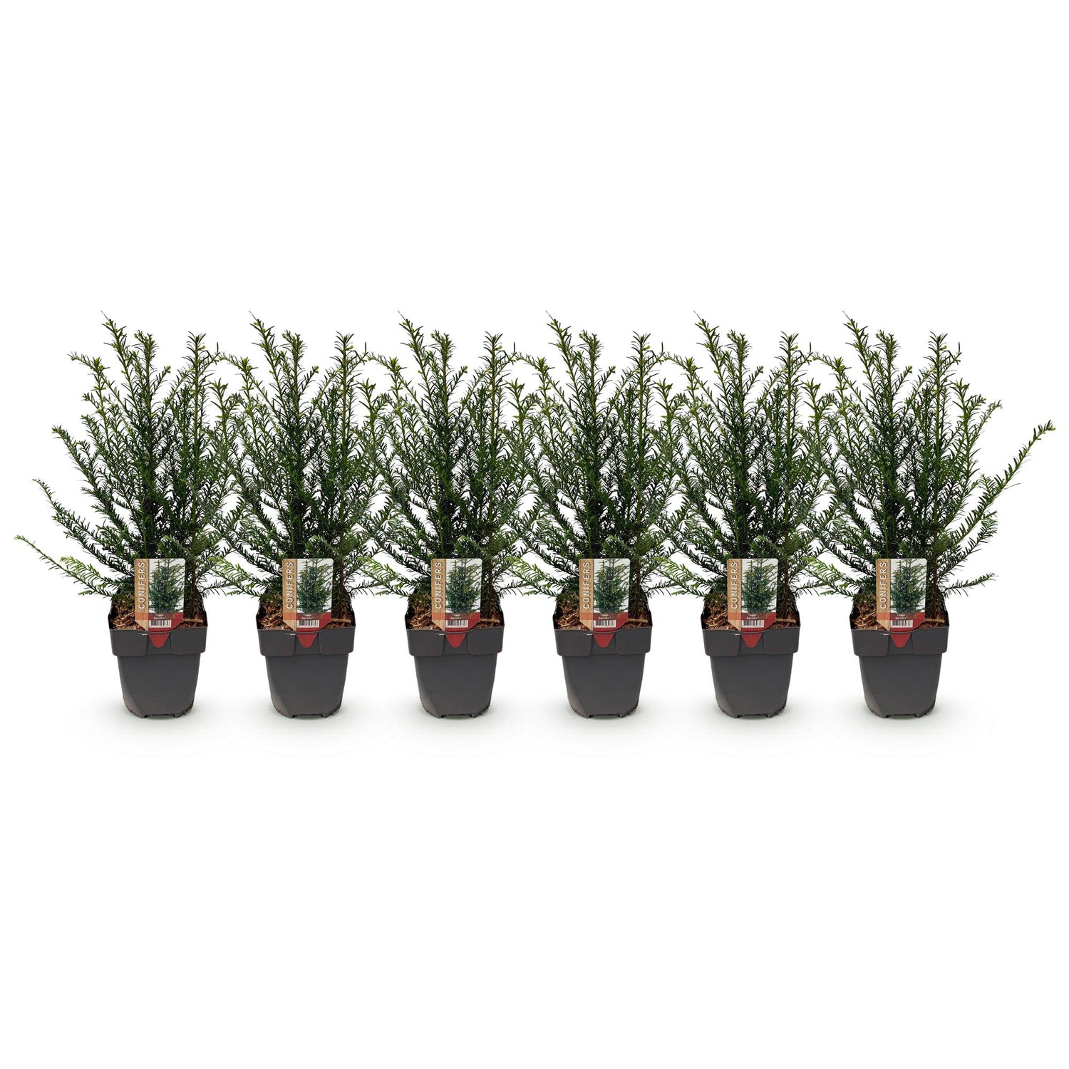 Eibe – Taxus baccata online kaufen | 6 Pflanzen für 1 m Hecke, immergrün &amp; extrem schnittfest – Wurzelwerk Design