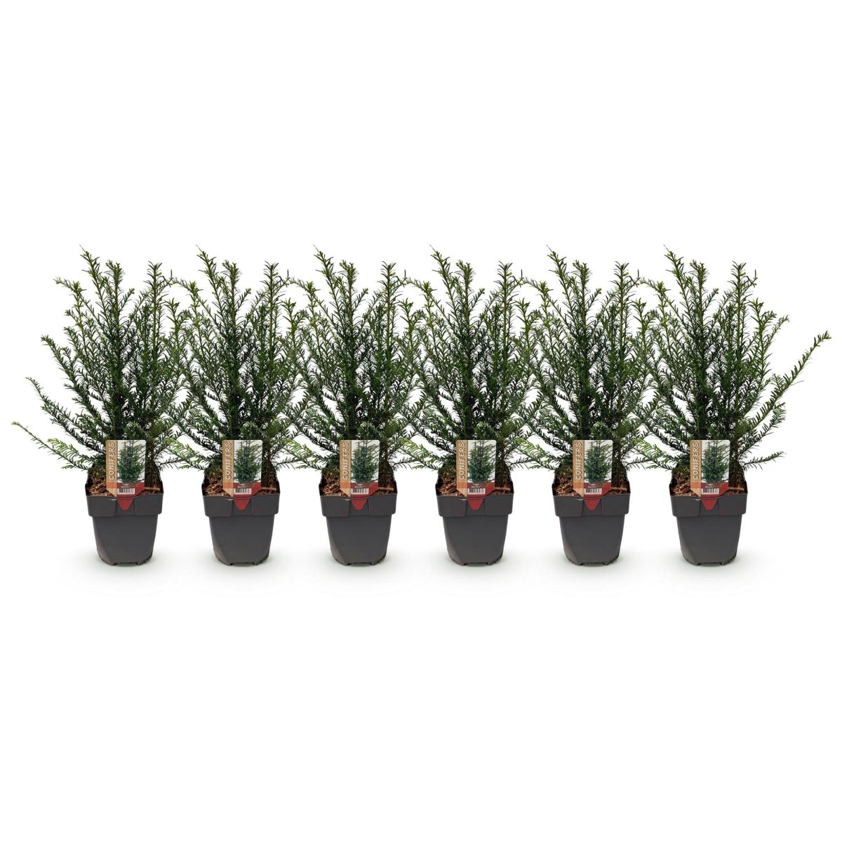 Eibe – Taxus baccata online kaufen | 6 Pflanzen für 1 m Hecke, immergrün &amp; extrem schnittfest – Wurzelwerk Design - Wurzelwerk Design