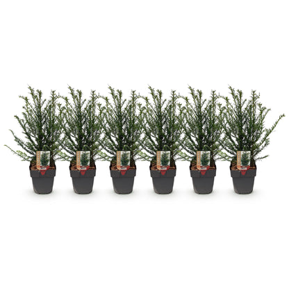 Eibe – Taxus baccata online kaufen | 6 Pflanzen für 1 m Hecke, immergrün &amp; extrem schnittfest – Wurzelwerk Design