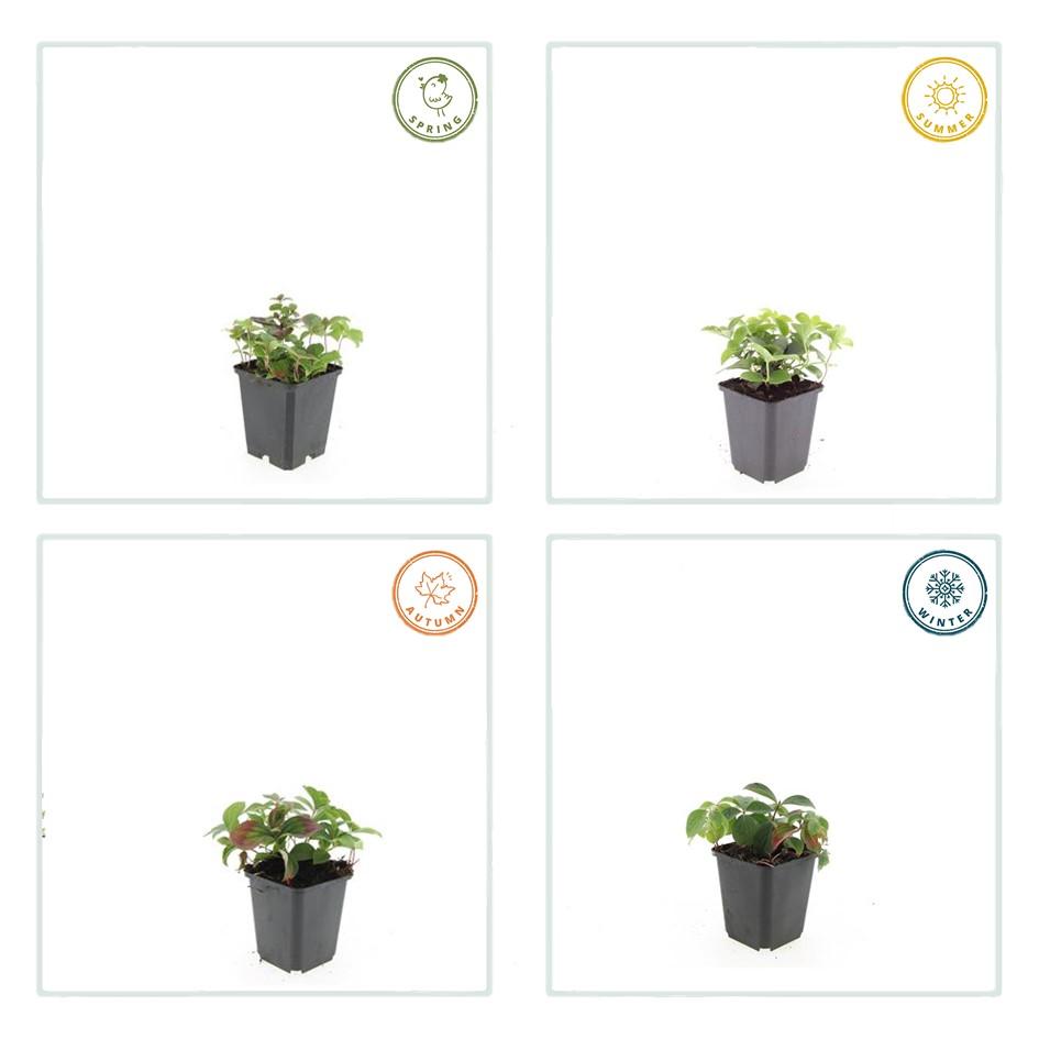 24x Cornus canadensis – Kanadischer Hartriegel-Bodendecker für Natur- &amp; Schattengärten – Höhe 10–25 cm – Ø 9 cm