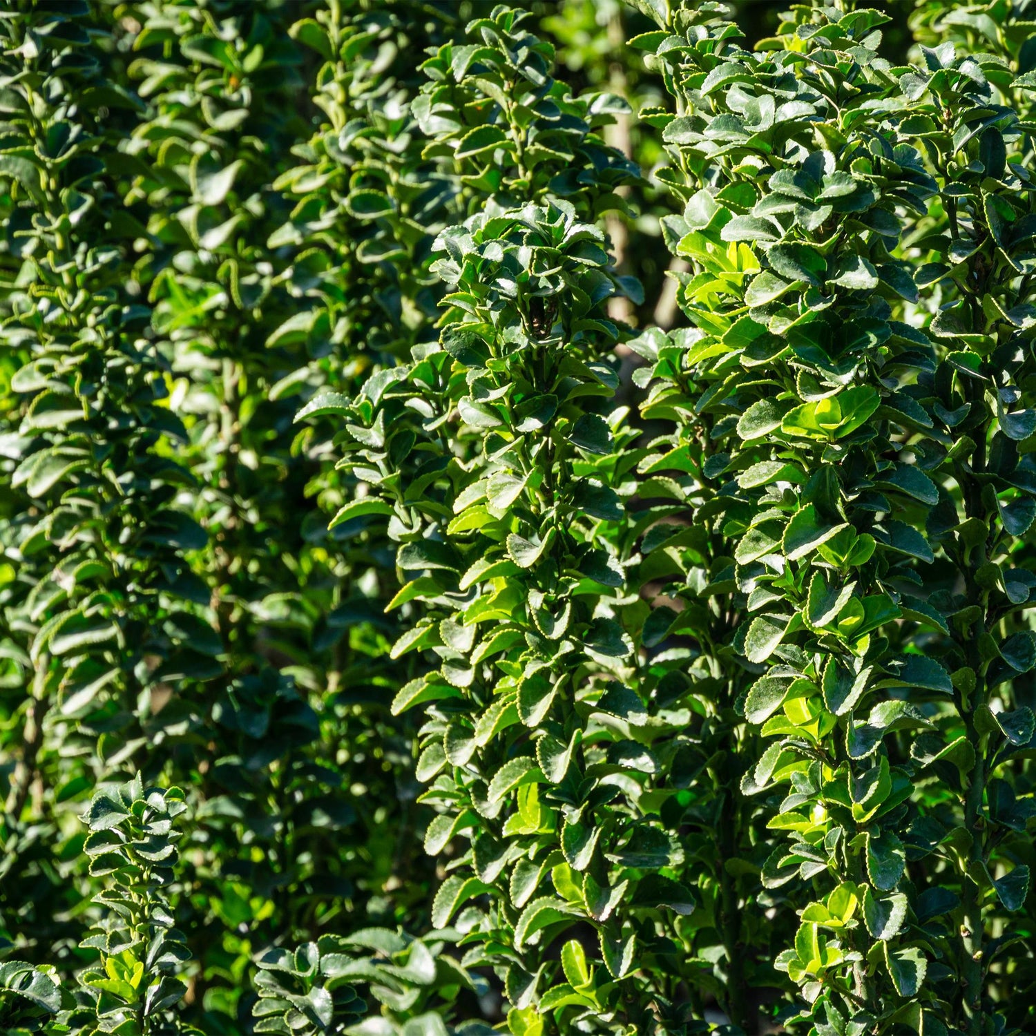Spindelstrauch Green Spire – Euonymus japonicus online kaufen | 6 Pflanzen für 1 m Hecke, immergrün &amp; schmal – Wurzelwerk Design