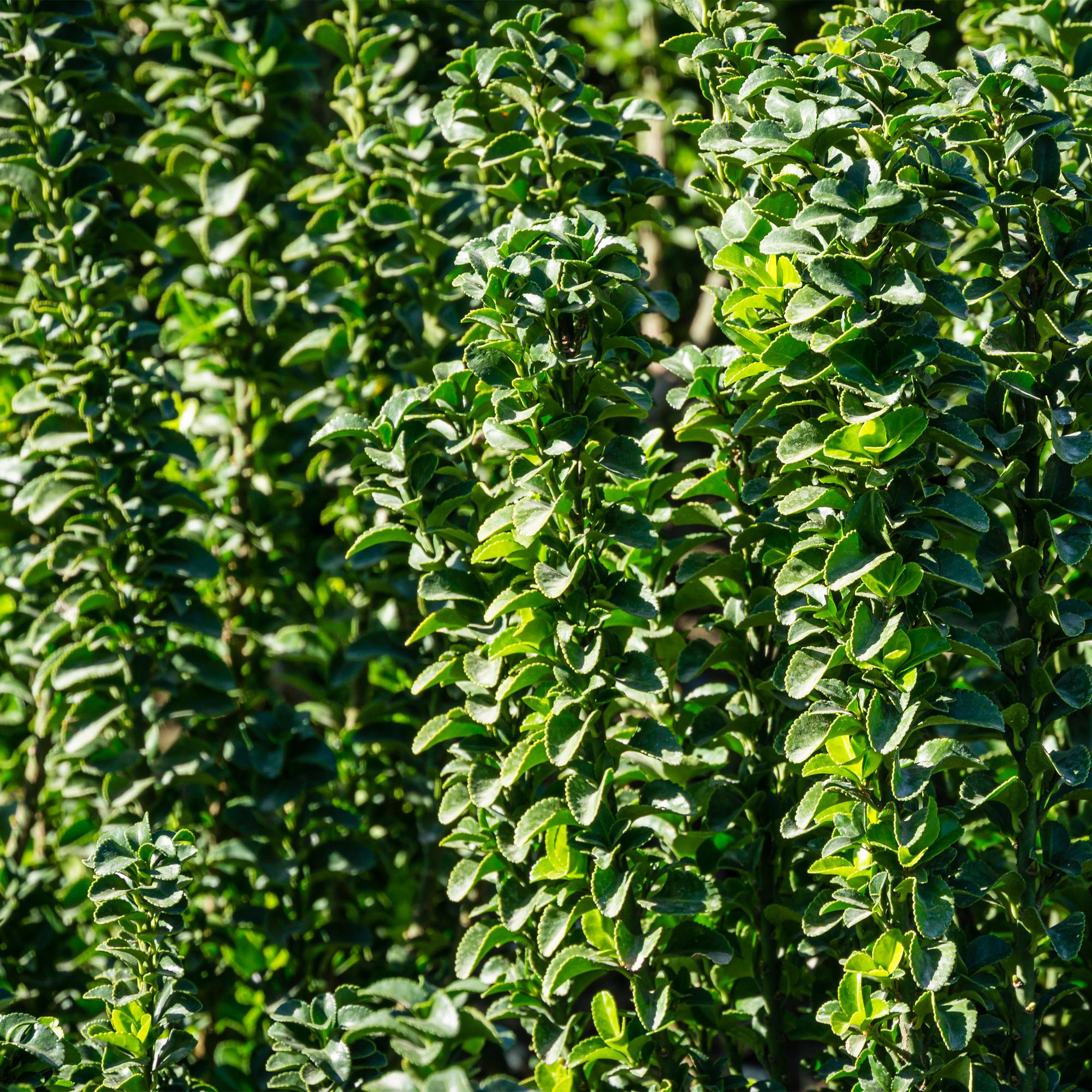 Spindelstrauch Green Spire – Euonymus japonicus online kaufen | 6 Pflanzen für 1 m Hecke, immergrün &amp; schmal – Wurzelwerk Design