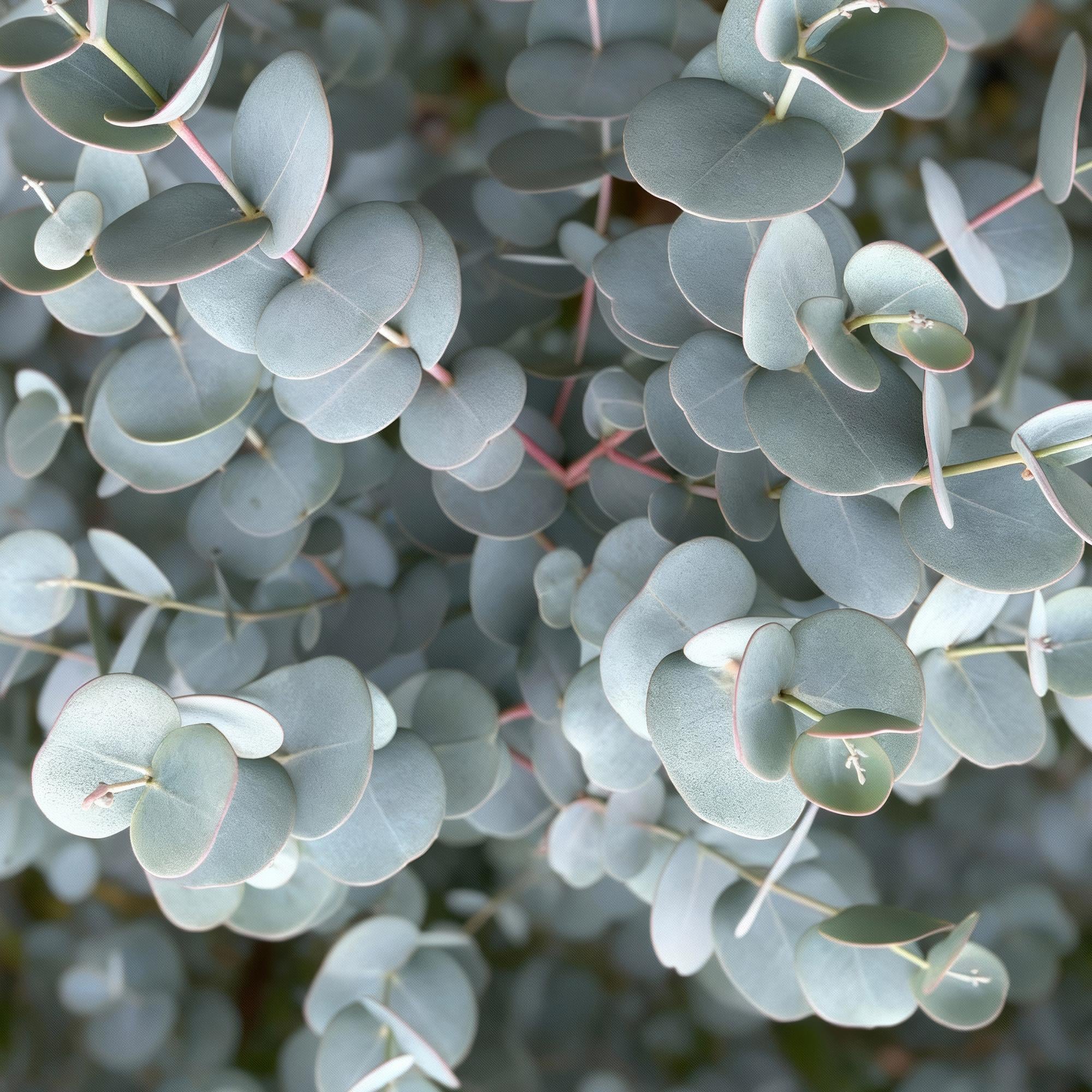 Eukalyptus Azura Stämmchen – Eucalyptus gunnii online kaufen | Silberlaub, Duftend &amp; Winterhart – Wurzelwerk Design