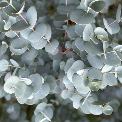 Eukalyptus Azura Stämmchen – Eucalyptus gunnii online kaufen | Silberlaub, Duftend &amp; Winterhart – Wurzelwerk Design