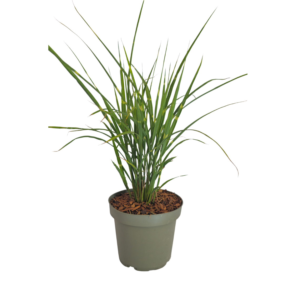 Zebragras kaufen | 3× Miscanthus sinensis Zebrinus, Ø 12 cm