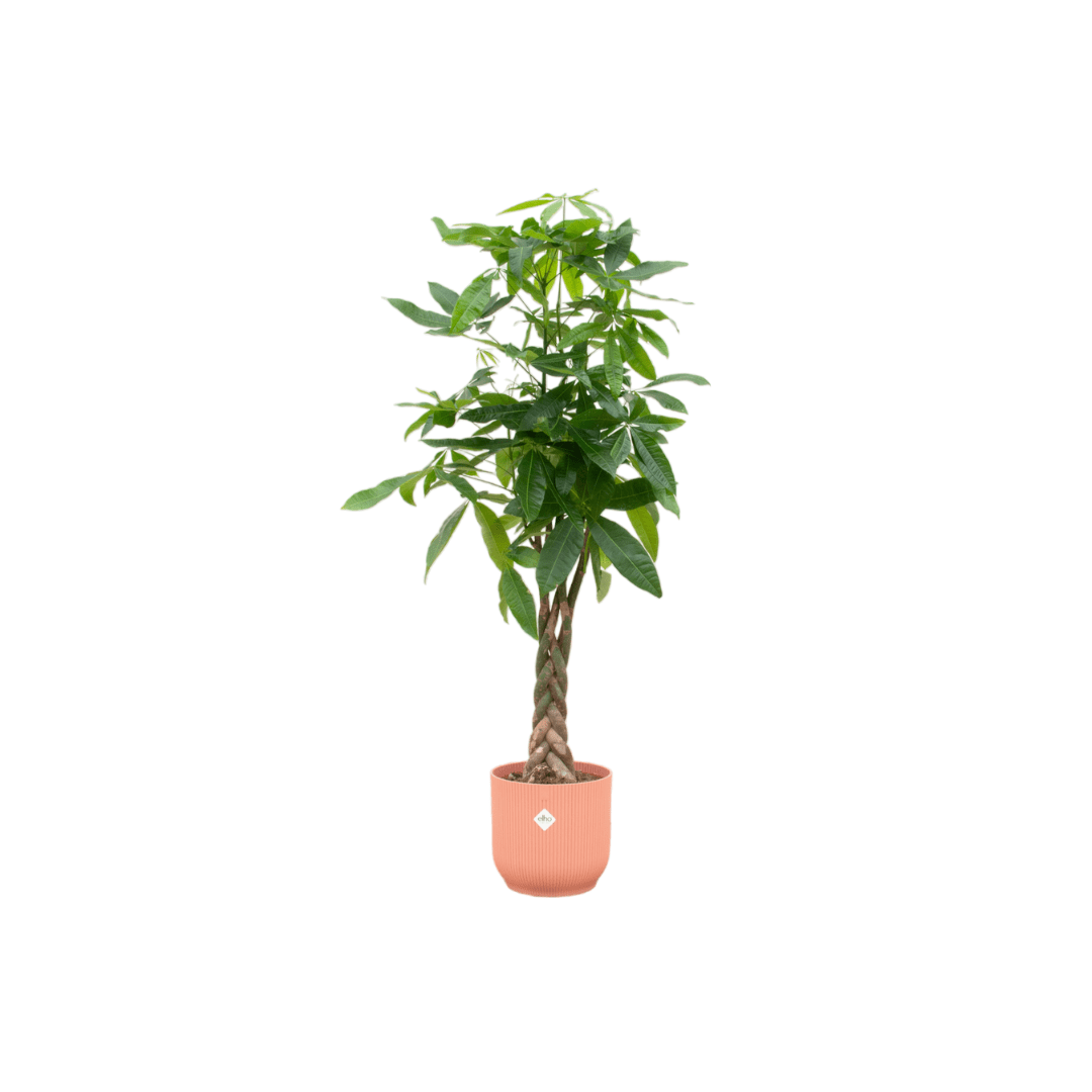 Pachira aquatica 140 cm | Glückskastanie im Ø30 cm Topf mit verschiedenen Übertöpfen - Wurzelwerk Design