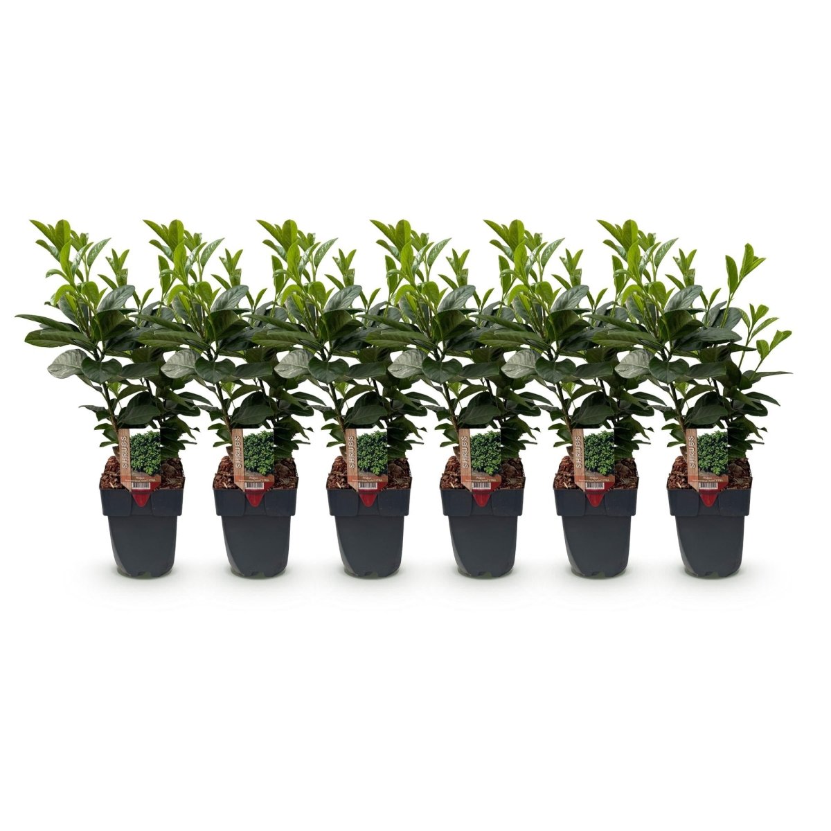 Kirschlorbeer Etna – Prunus laurocerasus online kaufen | 6 Pflanzen für 1 m Hecke, kompakt &amp; schnittarm – Wurzelwerk Design - Wurzelwerk Design