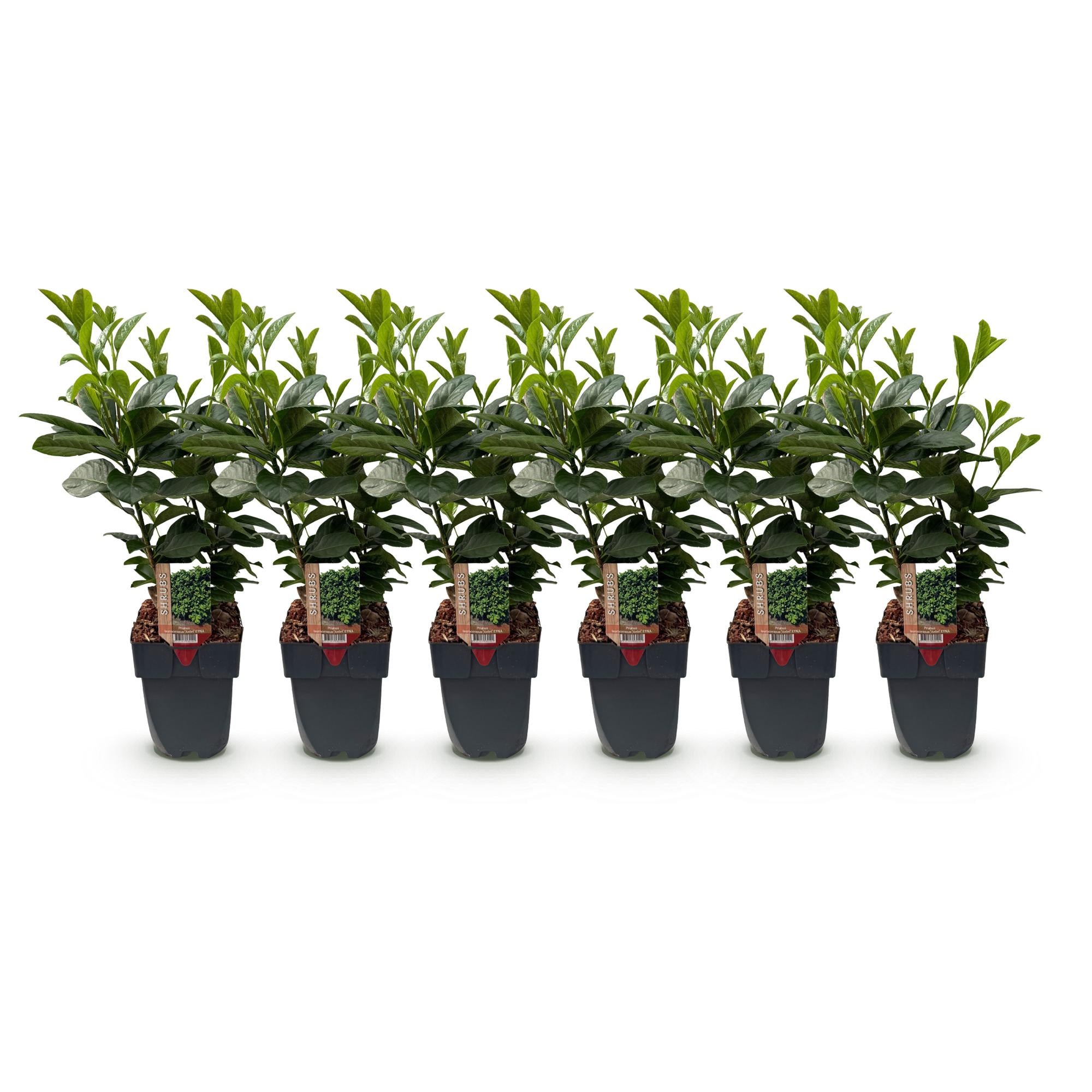 Kirschlorbeer Etna – Prunus laurocerasus online kaufen | 6 Pflanzen für 1 m Hecke, kompakt &amp; schnittarm – Wurzelwerk Design