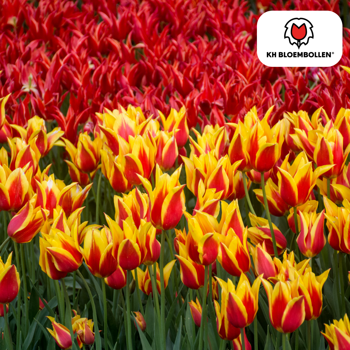 Tulpenzwiebeln Fire Wings – 20er - Pack | Papageien - Tulpe - Wurzelwerk Design