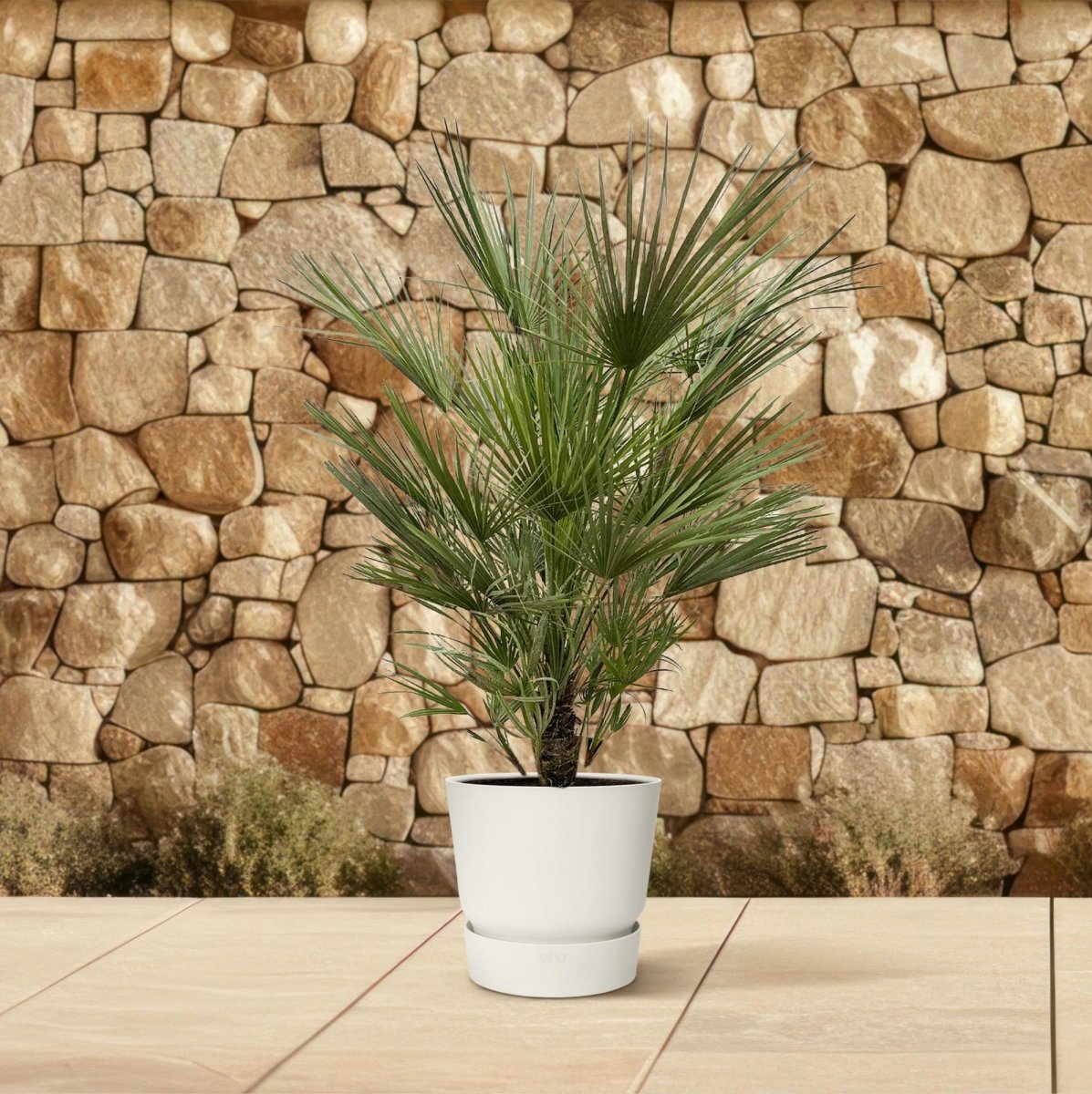 Chamaerops humilis kaufen – Europäische Zwergpalme, winterhart bis –12 °C - Wurzelwerk Design