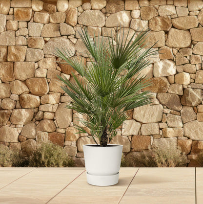 Chamaerops Humilis – Zwergpalmen für drinnen &amp; draußen