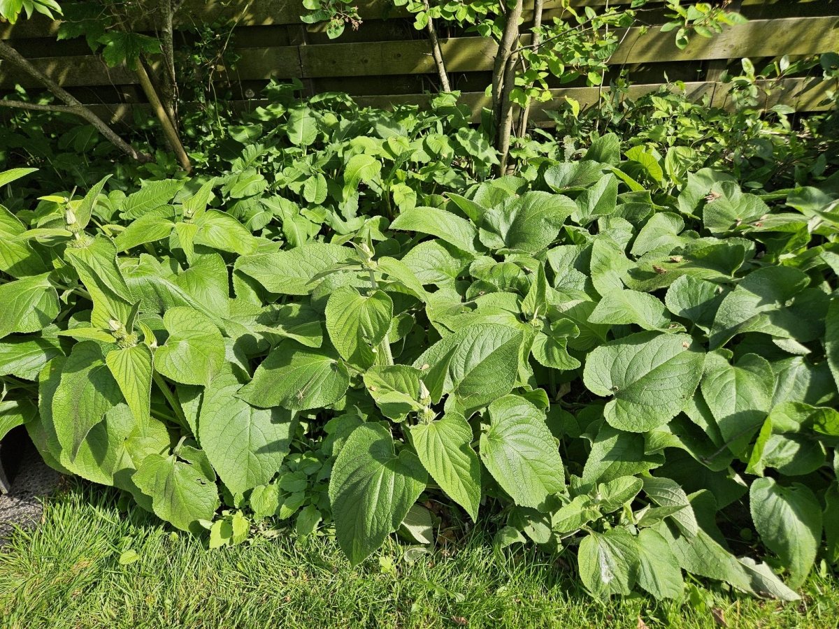 Phlomis russeliana – 24 Pflanzen Ø 9 cm Höhe 10–25 cm – Goldschopf - Brandkraut | Winterharte Staude für Sonne &amp; Halbschatten - Wurzelwerk Design