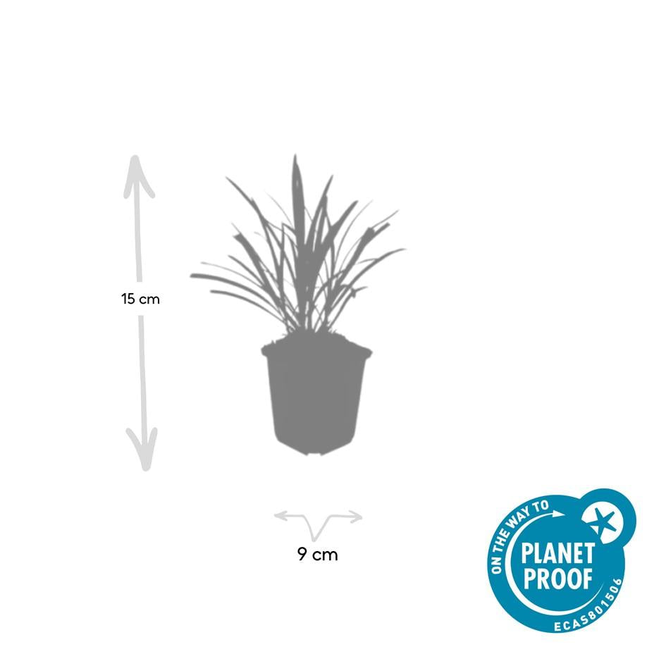 24x Liriope muscari &