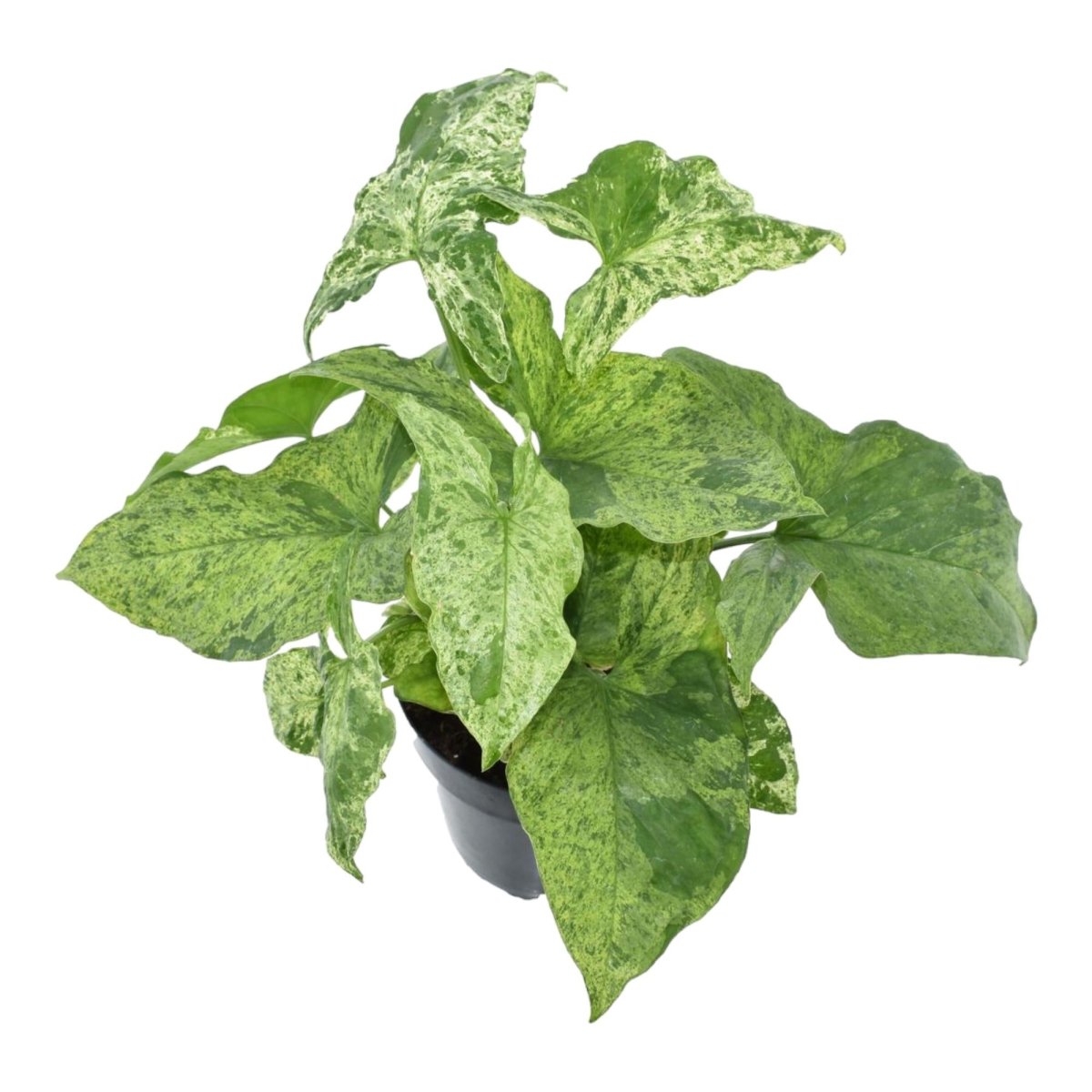 Syngonium ‘Mottled’ 25 cm | Seltene Variegata im Ø12 cm Topf – Tropische Zimmerpflanze - Wurzelwerk Design