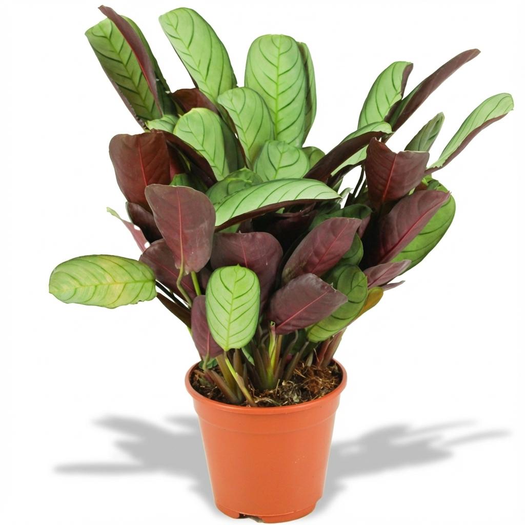 Everspring Ctenanthe Amagris Pflanze, ca. 35-40 cm hoch, 14 cm Durchmesser, grüne Blätter mit weißen Mustern, Topfpflanze