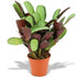 Everspring Ctenanthe Amagris Pflanze, ca. 35-40 cm hoch, 14 cm Durchmesser, grüne Blätter mit weißen Mustern, Topfpflanze