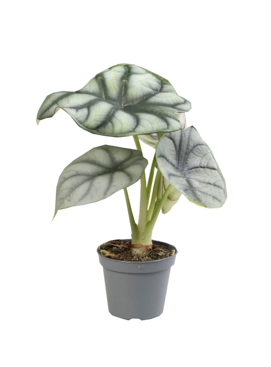 Alocasia &